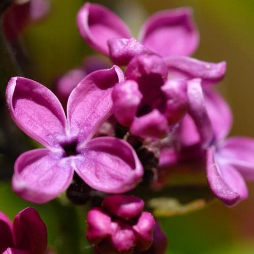  Syringa Vulgaris Charles Joly