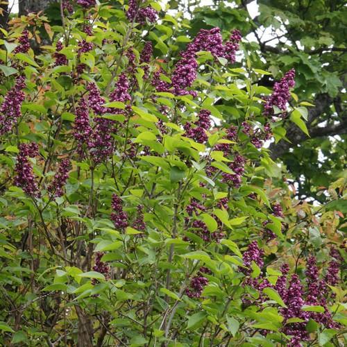  Syringa Vulgaris Charles Joly