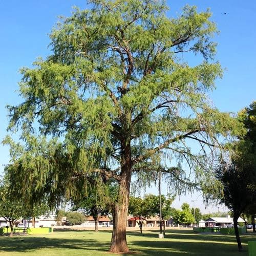  Taxodium Mucronatum - Montezuma Cypress