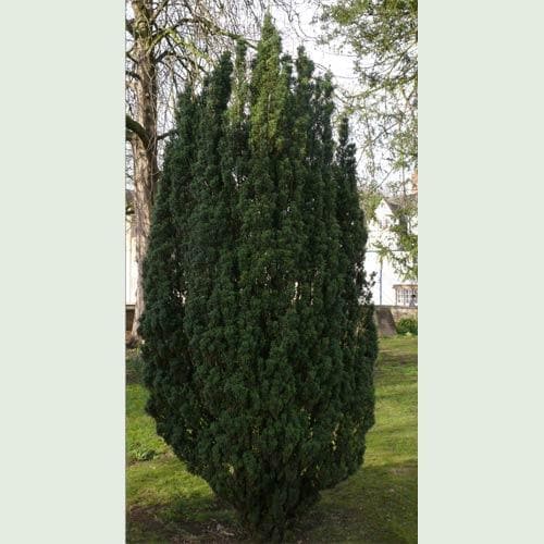  Taxus Baccata Fastigiata