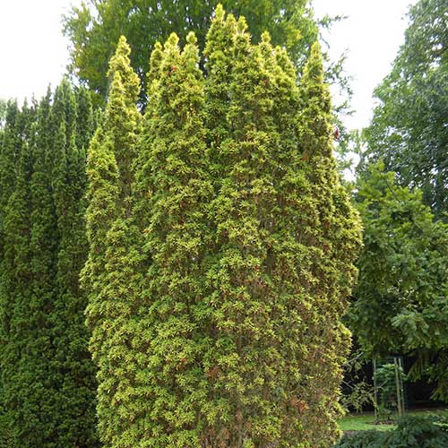  Taxus Baccata Standishii
