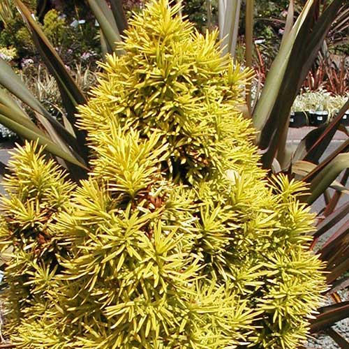  Taxus Baccata Standishii