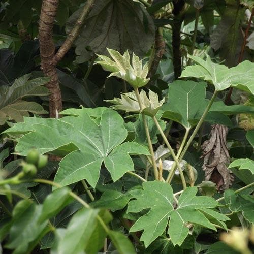  Tetrapanax Papyrifer Rex