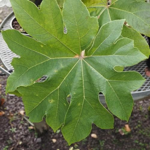  Tetrapanax Papyrifer Rex