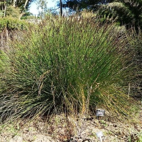  Thamnochortus Insignis - Cape Thatching Reed