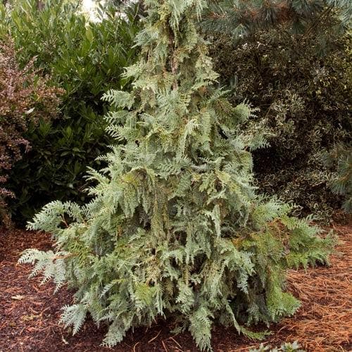  Thuja Koraiensis - Korean Arbor Vitae