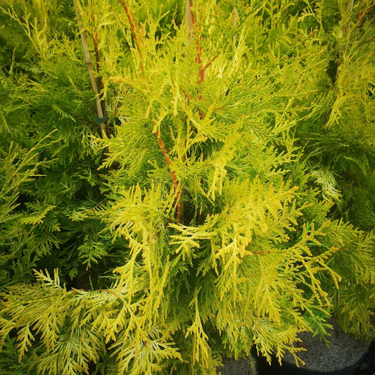  Thuja Occidentalis Sunkist