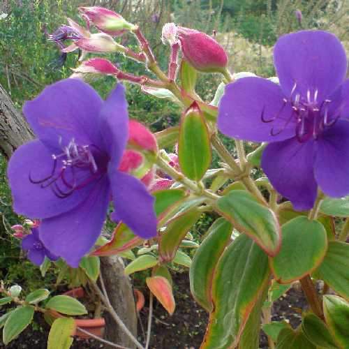  Tibouchina Urvilleana