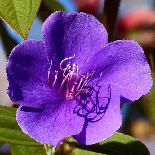  Tibouchina Urvilleana
