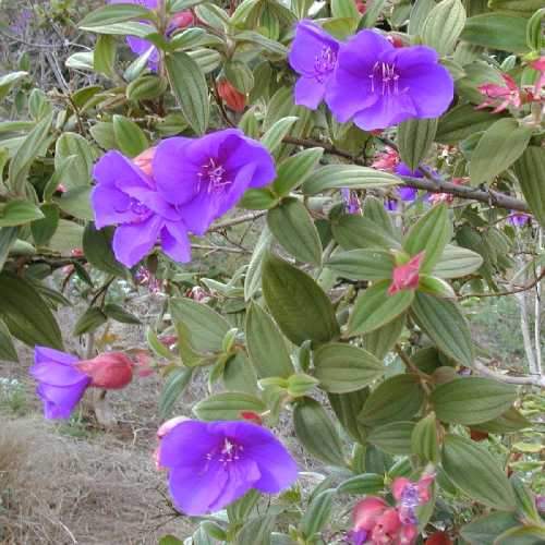  Tibouchina Urvilleana