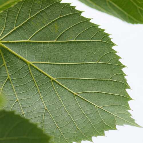  Tilia Americana American Sentry