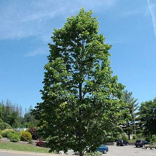  Tilia Americana American Sentry