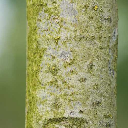  Tilia Americana American Sentry