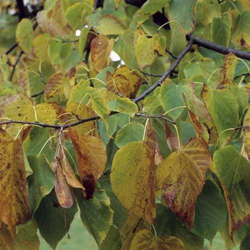  Tilia Americana American Sentry