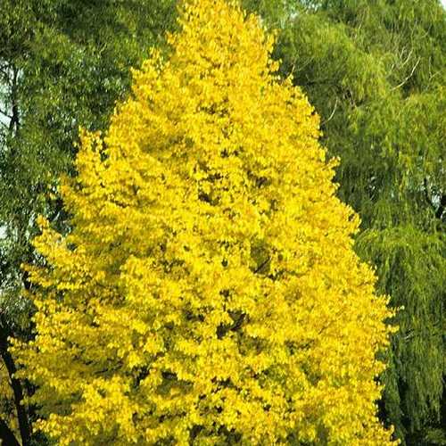 Tilia Cordata Greenspire