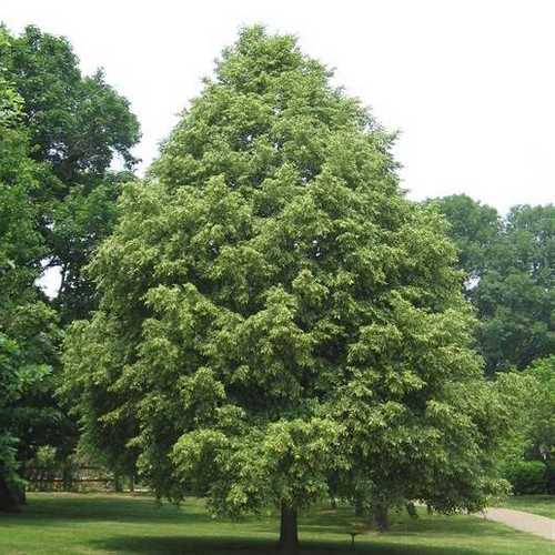  Tilia Cordata Greenspire