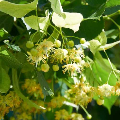  Tilia Cordata Greenspire
