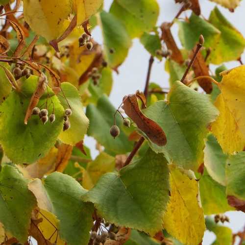  Tilia Cordata Greenspire