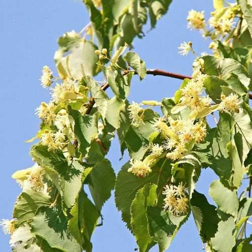  Tilia Cordata Greenspire