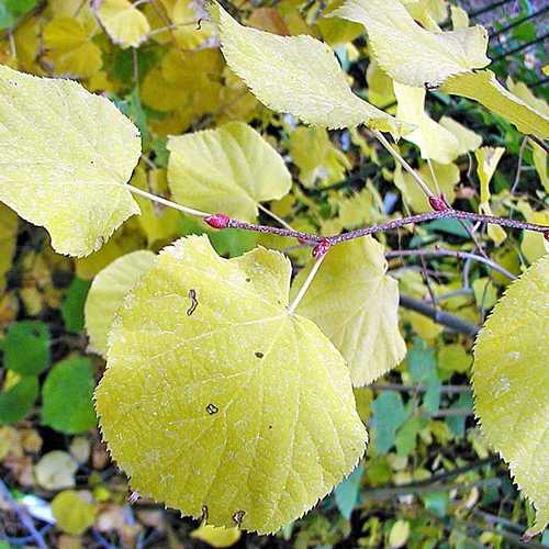  Tilia Cordata Winter Orange