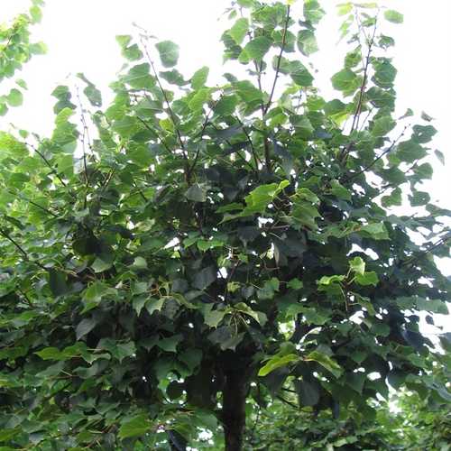  Tilia Cordata Winter Orange