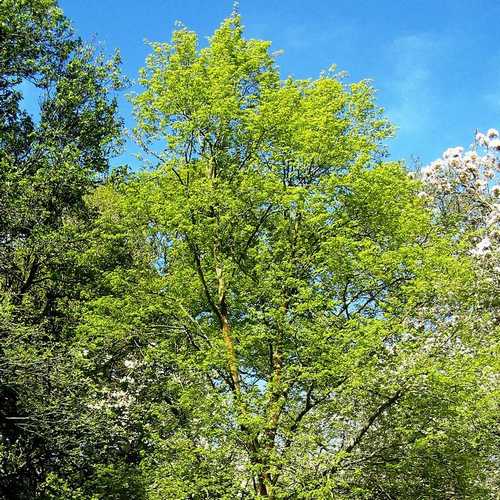  Tilia Mongolica