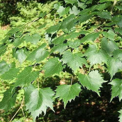  Tilia Mongolica