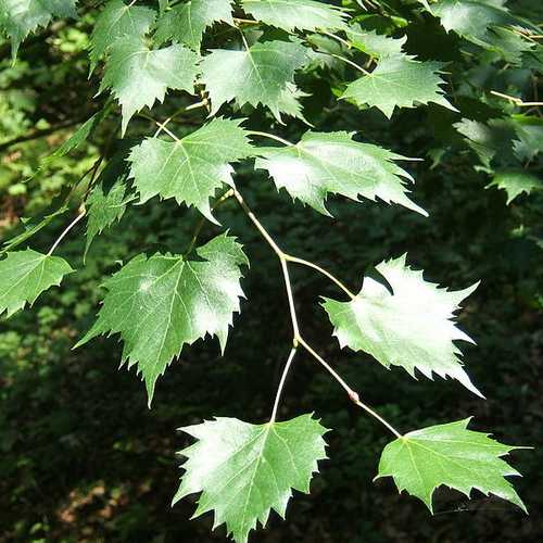  Tilia Mongolica
