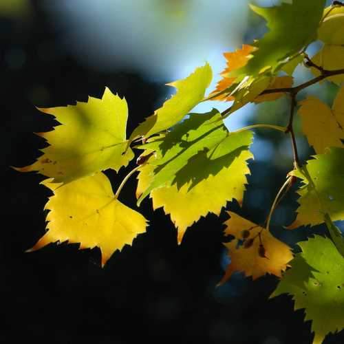  Tilia Mongolica