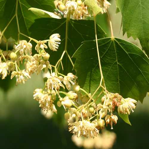  Tilia Mongolica