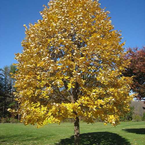  Tilia Tomentosa 'pendula', - Weeping Lime