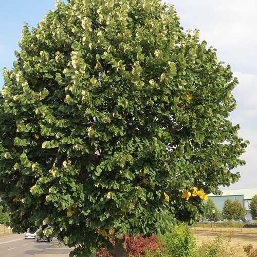  Tilia Tomentosa 'pendula', - Weeping Lime