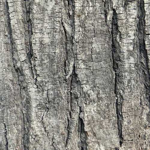  Tilia Tomentosa 'pendula', - Weeping Lime