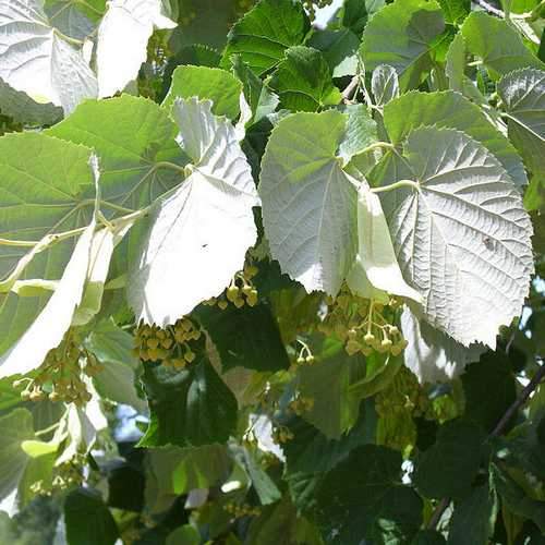  Tilia Tomentosa 'pendula', - Weeping Lime