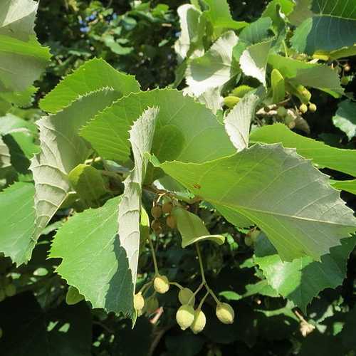  Tilia Tomentosa 'pendula', - Weeping Lime