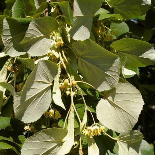  Tilia Tomentosa 'pendula', - Weeping Lime
