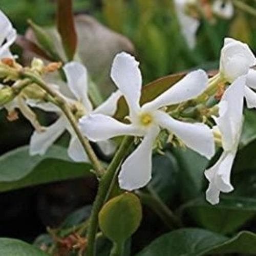  Trachelospermum Asiaticum Majus