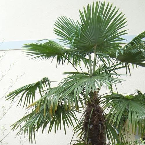  Trachycarpus Fortuneii