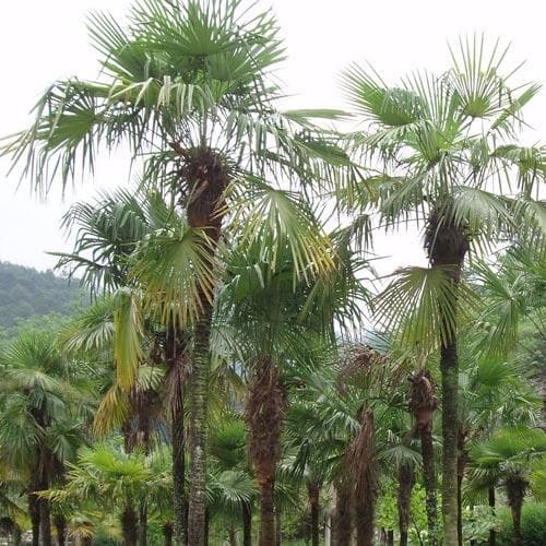  Trachycarpus Fortuneii