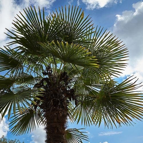  Trachycarpus Fortuneii