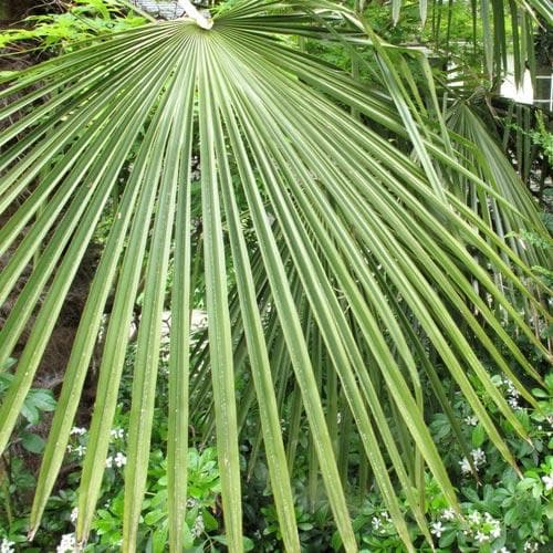  Trachycarpus Fortuneii