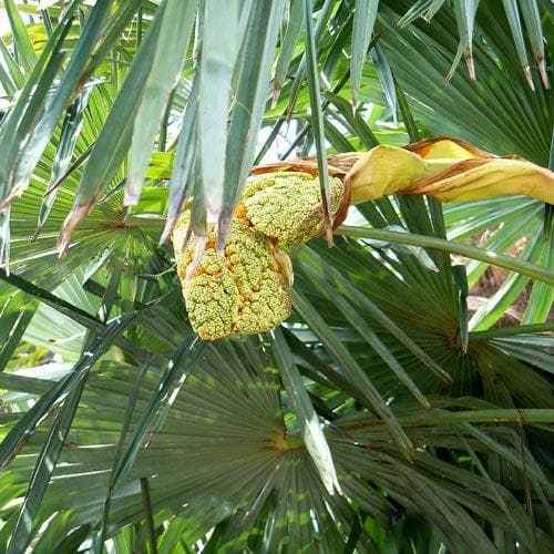  Trachycarpus Fortuneii