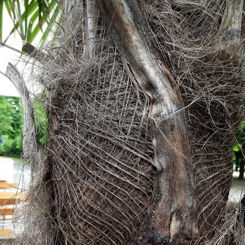 Trachycarpus Fortuneii