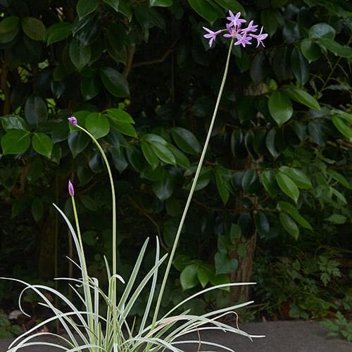  Tulbaghia Violacea Variegata
