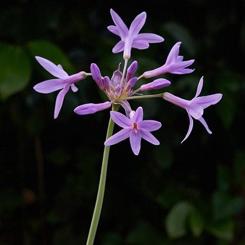  Tulbaghia Violacea Variegata