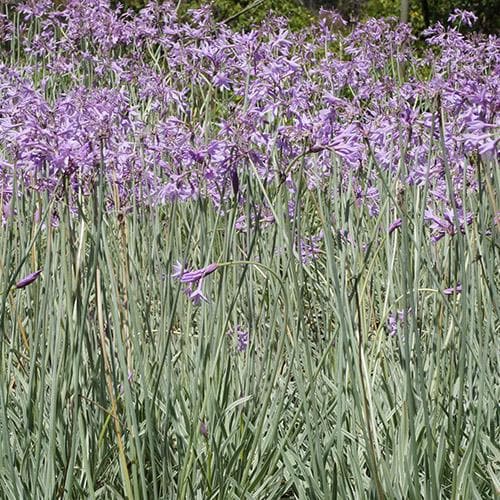  Tulbaghia Violacea Variegata