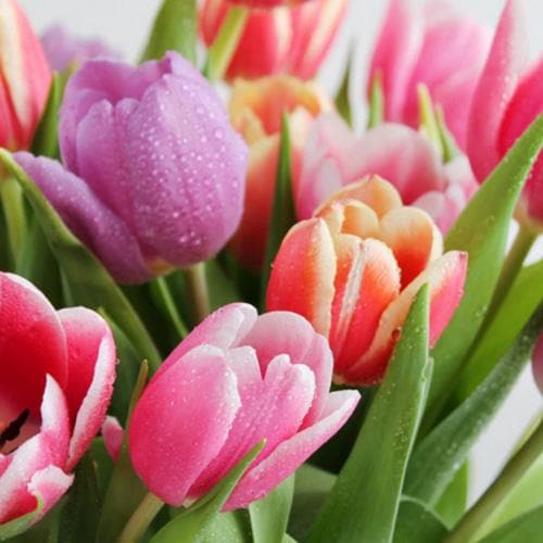  Tulip Apollo - Mixed Varieties
