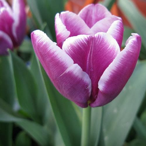  Tulip Arabian Mystery