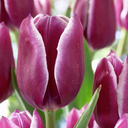 Tulip Arabian Mystery