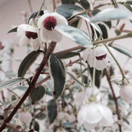  Ugni Molinae Flambeau
